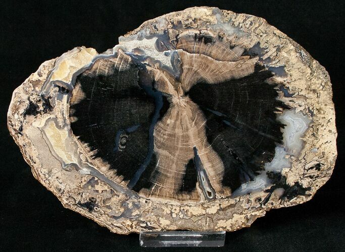 Blue Forest Petrified Wood Slice - #16871